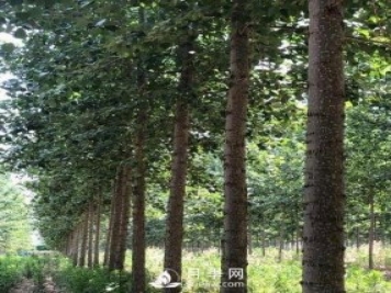 河南周口：培育出不飞絮的杨树新品种