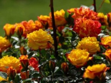 安阳市滑县森林公园月季花开放，赏花打卡正当时