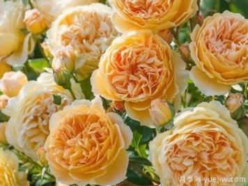 大花香水月季的养护方法，分享10种花香飘满屋