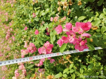 安吉拉月季盆栽苗，60厘米高基地发货