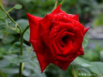 2023年情人节十大玫瑰品种销量榜，卡罗拉位居首位