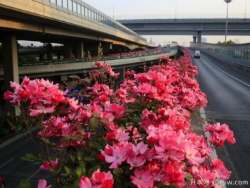 30万株新品种，杭州高架月季会带来什么样的惊喜？