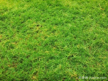 夏季铺草坪发黄干枯，如何提高草皮铺植成活率？