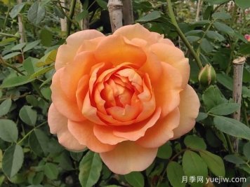 中国月季：欧洲玫瑰花的祖宗，为世界园艺做出了巨大贡献