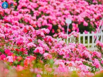 2024年第二届杭州市月季花展举办，赏500万株月季