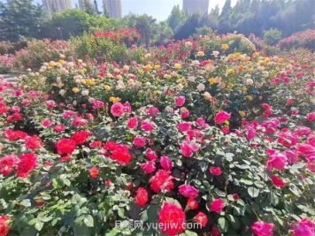 郑州月季公园40万株月季竞相绽放，感受花漾生活