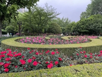 上海复兴公园月季园，月季花开献给市民的视觉盛宴
