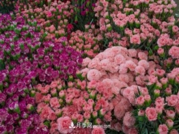 中国6大花市，全国花卉批发市场介绍