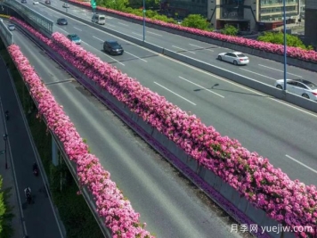 杭州高架月季初开，2024年又到走花路时间