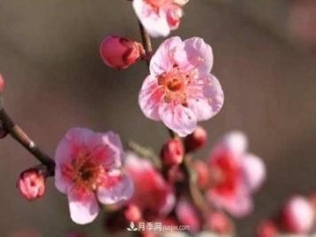 淮北市的市花是什么？月季花的花语寓意